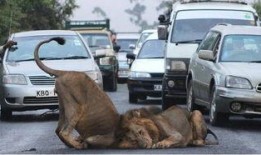 狮子最新爆料,娱乐圈幕后真相大曝光！