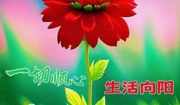 早安最新爆料视频大全,最新视频大全揭秘热点事件